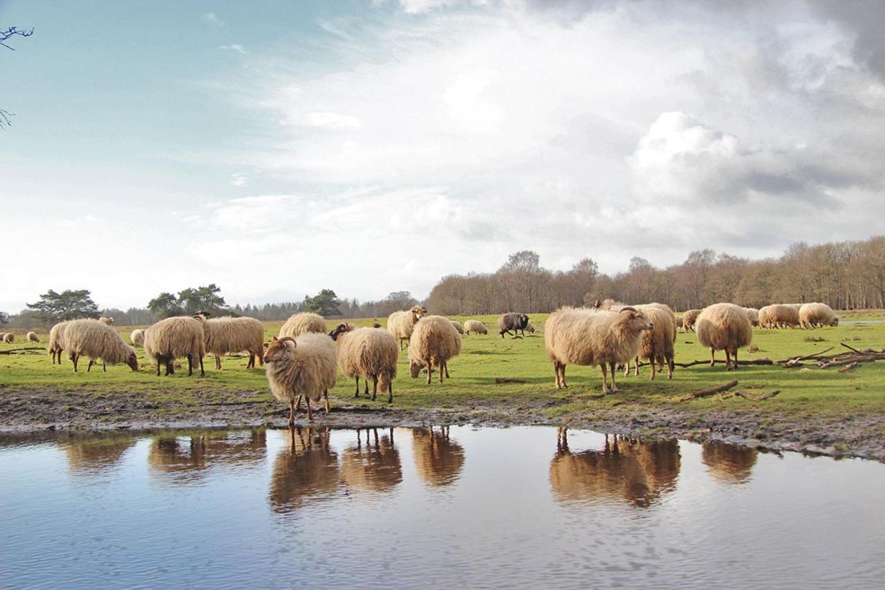 Prive In Een Bosrijke Omgeving Welkom Bij Gastenverblijf Het Ontsnapte Schaap In Jubbega 外观 照片