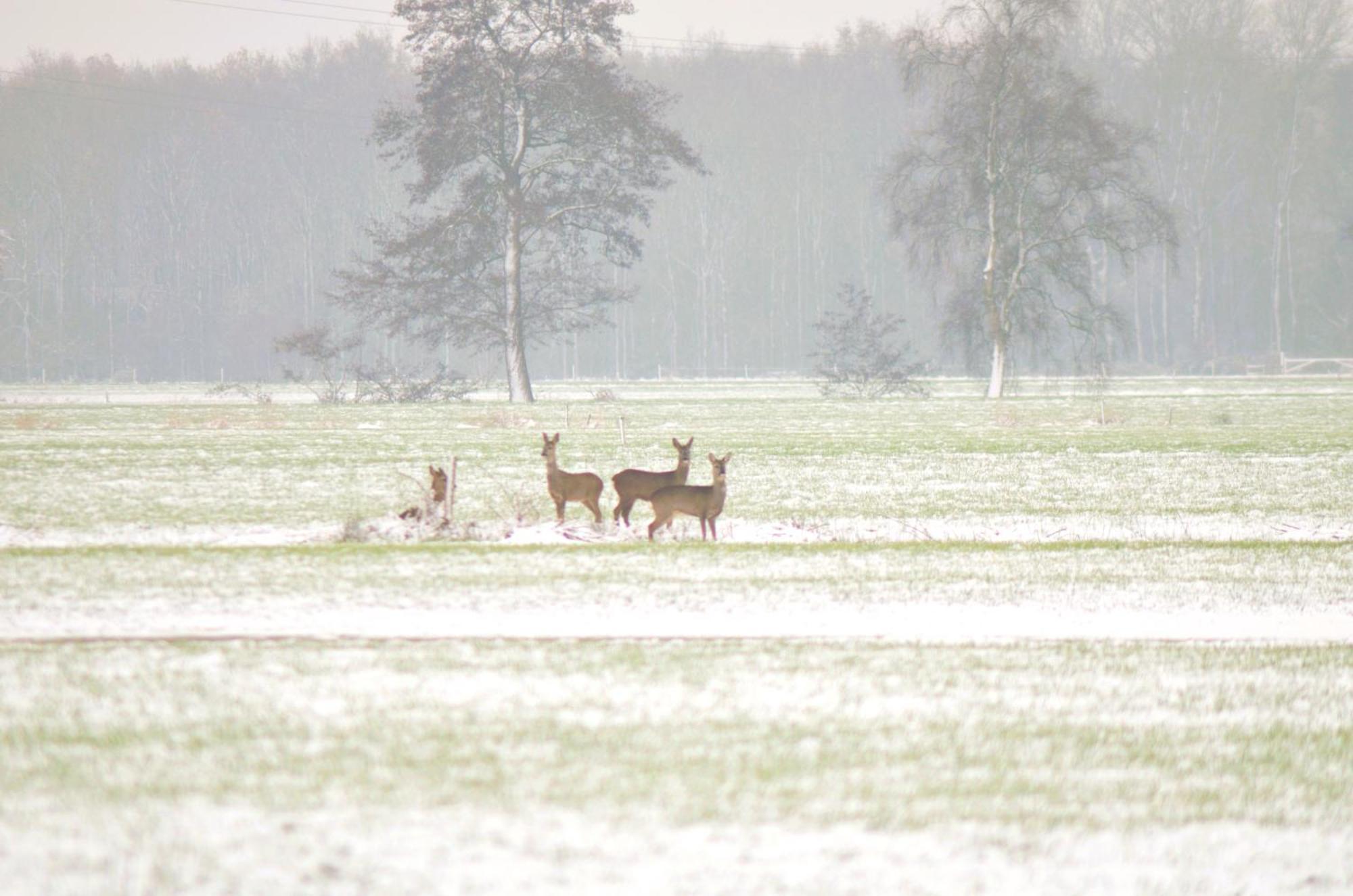 Prive In Een Bosrijke Omgeving Welkom Bij Gastenverblijf Het Ontsnapte Schaap In Jubbega 外观 照片